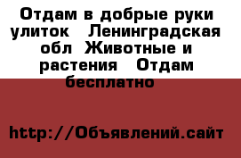 Отдам в добрые руки улиток - Ленинградская обл. Животные и растения » Отдам бесплатно   